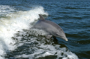 delfin u skoku letu