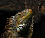 gmizavac iguana