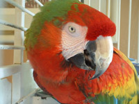 makau papagaj