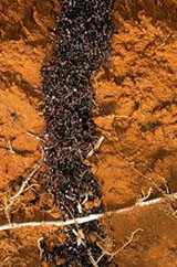 mravi vojnici