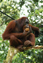 orangutan slika