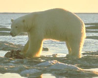 severni polarni medved slika